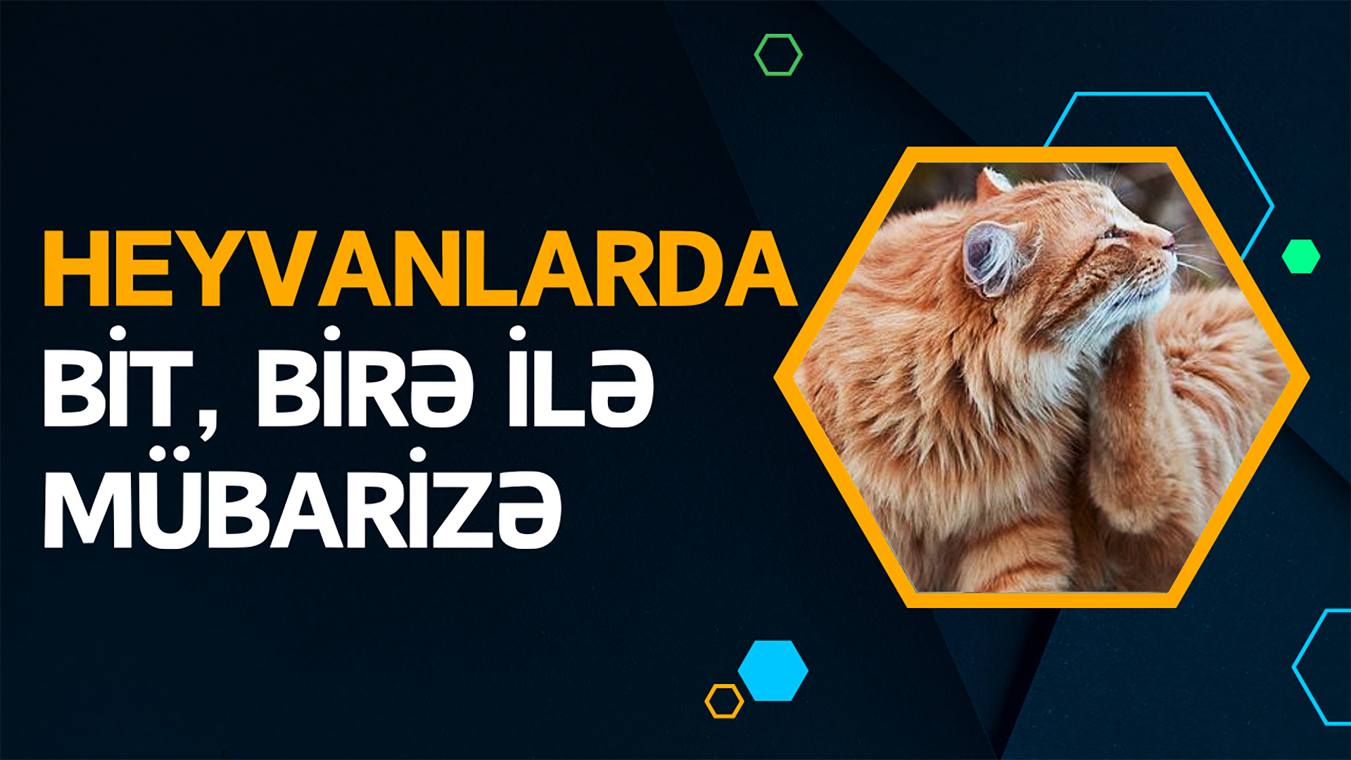 Ev heyvanlarını bit,birədən necə qoruyaq | 100% effektiv